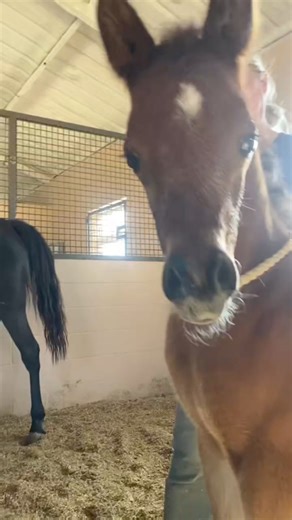 Tell me your foal is Arabian without telling me your foal is Arabian 🥰 🎥 @morganmoore031 | Horse Lovers