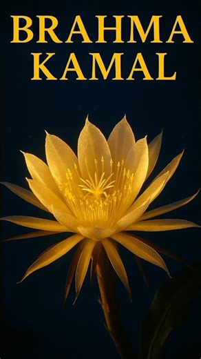 This Magical Flower Blooms Once a Year at Midnight