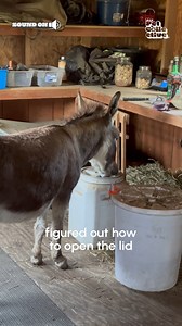 That's one clever donkey!🤣🫏 (Via - James M.) #Donkey #FarmAnimals #FarmLife #Funny | Try Not to Laugh