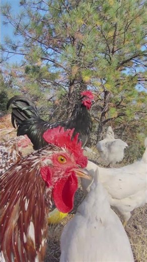 My Chickens Scratching Away on a Sunny Afternoon | Relaxing Backyard Flock