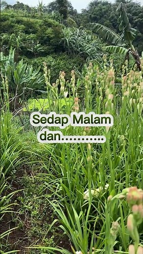 Bunga Favorit Lebaran! Sedap Malam & Gladiol Open P.O Sekarang!