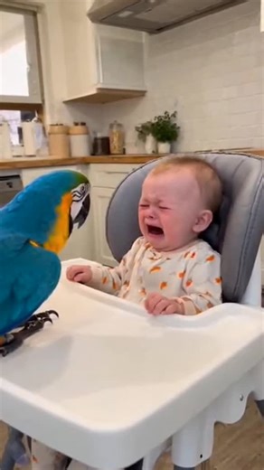 Parrot Starts Mimicking a Crying Baby... The Baby's Reaction is Priceless! 🥰😍🥰😍🥰😍🤣🤣🤣🤣 How to stop a baby from crying: let the parrot mimic her! (Instant Laughter!). #baby #parrot #funny #cute #lol #laughing #crying #mimic #babylaugh #copycat #parrotmimicry #funnyanimals #funnyparrot #macaw #conversation #babble #contagiouslaughter #stopcrying #babiesofinstagram #parrotsofinstagram #viralvideo #explorepage #fyp #babytok #parrottok #petsoftiktok #cutenessoverload #heartwarming | Abdullah