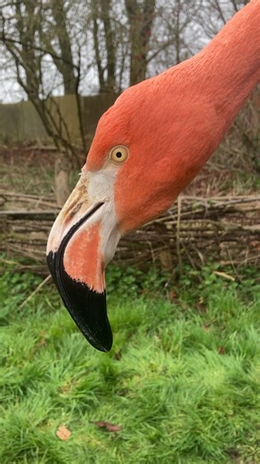 12K views · 400 reactions | How to catch a flamingo 囹 Our Zookeeper’s go to huge lengths to ensure every animal is tiptop shape. Through these health checks we can advance scientific understanding of their biology and help prepare them for the breeding season. #WhipsnadeZoo | Whipsnade Zoo | Facebook