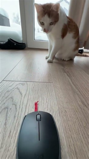 Amur cat Counter-Strike 2 #cs2 #counterstrike #amur