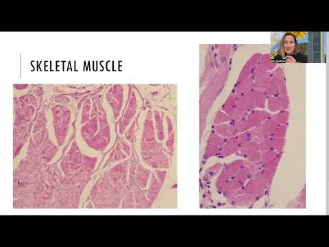 Muscle Histology