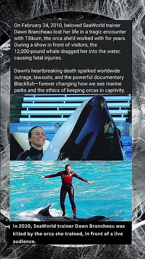 Tragedy at SeaWorld: Dawn Brancheau & Tilikum | The Story That Changed Everything