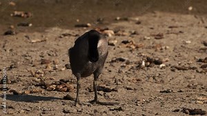 A juvenile Eurasian coot (Fulica atra) or Common Coot or Australian Coot polshing its feathers.
