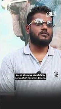 ‘Donald Trump’, The Buffalo Goes Viral In Bangladesh
