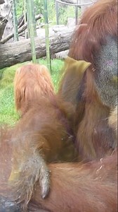 Portland Zoo Orangutan #wildlife #fun #zoo