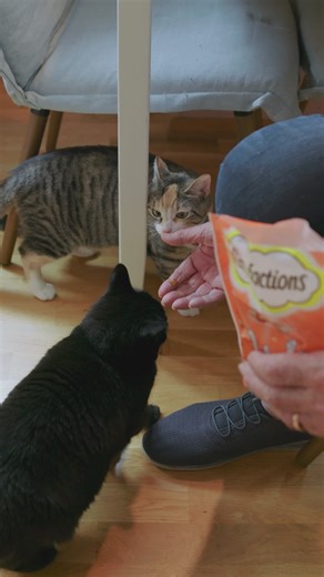 Look at all those kittens! He's having a PURRfect time on tour, come and see for yourself by grabbing your tickets to see 'John Cleese Packs It In' at your local cinema from Nov 13th. Tickets on sale now at johncleeseincinemas.com! | CinemaLive