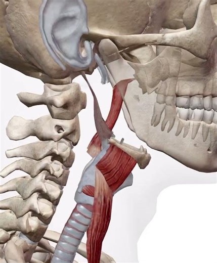 喉頭懸垂機構・こうとうけんすいきこう ...茎突咽頭筋・けいとついんとうきん/Musculus stylopharyngeus