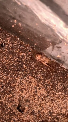 Carebara diversa #ants #nature #insects #shortvideo