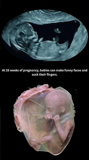 Your Baby at 15 Weeks | Fetal Growth, Pregnancy Symptoms & Body Changes This Week