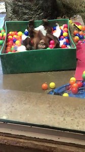 5.7K views · 494 reactions | In just a few days, our favorite young orangutan, Redd, will be 7 years old. It would be difficult to top this part of his 3rd birthday party which we will always enjoy watching. | DC Zoo Walks | Facebook