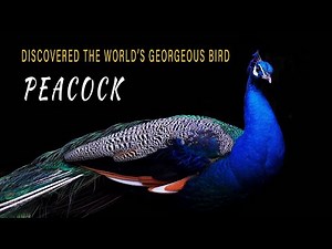 Spectacular PEACOCK Dance| Incredible Indian peafowl | 4K HDR