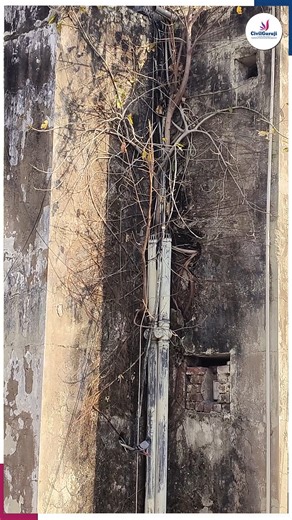 CIVIL GURUJI Pvt Ltd on Instagram: "Wall🧱 Se 🌿Ped 😱Kyun Nikalta Hai? | Red Brick Reality Call for Training: 📞 9111001234 🌐 Visit Civil Guruji Website: https://civilguruji.com/ 👷 Why Choose Civil Guruji's Training? From our PGP QSCM (4 Months) to CTC (2 Months), every program is built to bridge the gap between theory and real-world projects. With site exposure, estimation techniques, and IS code-based learning, we make you industry-ready to excel in the #CivilEngineering field.🚀 #RedBrick 