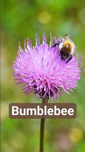 Spot the Amazing Bumblebee Secret 🐝