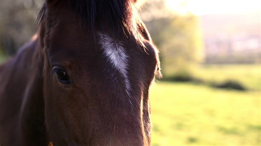 Serene Nature & Equestrian Sunset