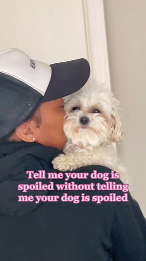 Spoiled Toy Poodle vs Maltipoo: Maltese Poodle Comparison