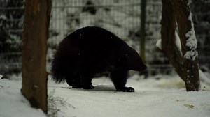 Download Video of Wolverine in zoo for free