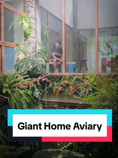 Explore My Giant Home Aviary for Rescued Songbirds