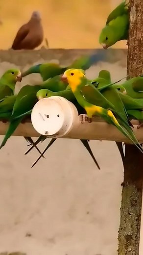31K views · 1.2K reactions | Beautiful Plain parakeets ❤️ | Pets Kr | Facebook