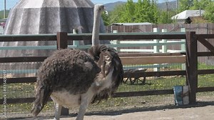 Ostriches walk on an animal farm. Ostrich in motion at the zoo close up