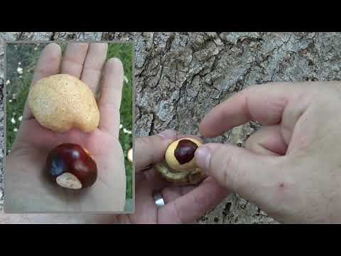 Identifying Ohio buckeye