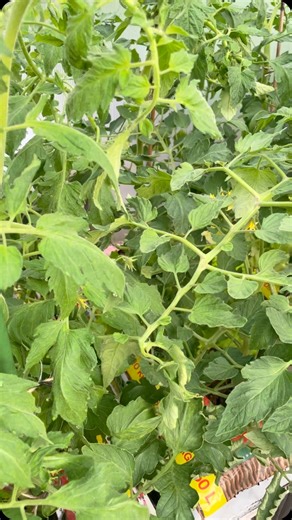 Auga auga ir atsiranda maistinių medžiagų trūkumas 🤨 gydome kol laikas! 🍅🍅🍅 #maasgarden #soduidaržuiūkiui | Sodui Daržui Ūkiui - Rasiviska.lt