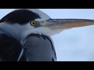 Gray Heron Call. Gråhäger läte. Graureiher Ruf. Fiskehejre lyd