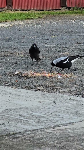 Currawong sneaking up behind the magpie to steal food