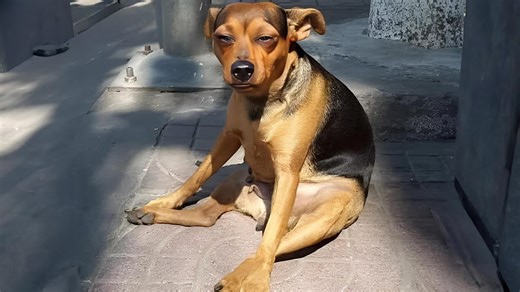 Dogs cannot talk but act funnier than any comedian