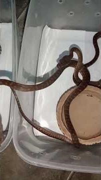 Beby sanca patola ( simalia nauta ) #simalianauta#simaliaamethistina#pythonidae