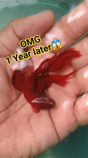 Betta fish life cycle from day 1 to adult#bettafishviral