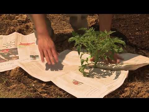 Newspaper Mulch – This Week in the Garden