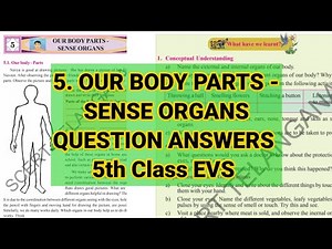 5th Class EVS 5th lesson Our Body parts Sense organs question answers ||TS Board 5th Class EVS EM