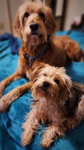 #rainbowbridgeBoy, I hate it when life deals you a bad hand. I am a pretty tough cookie and Mike is definitely way tougher than me but losing his first gal, Ruby, has taken its toll and shown his vulnerability: that part breaks me. This pain will take a while to go away. #Loss #grief #pets #rainbow bridge | Little Bit Wildlife Rescue