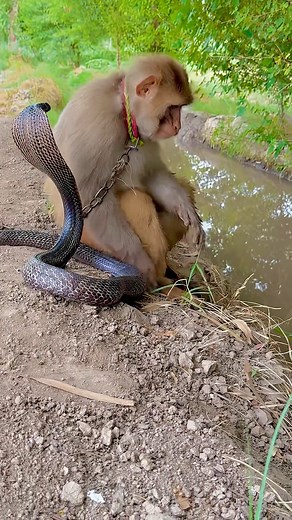 161K views · 1.9K reactions | Monkey  with king cobra  | Wao Monkey | Facebook