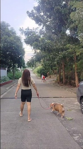 Dexie is ready to walk