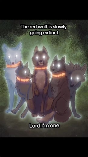 Protecting the Red Wolf: A Race Against Extinction