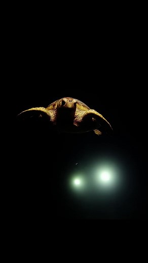 Obsessed with fossils and the stories they tell from millions of years ago. 🦴 #prehistoric #dinosaur #fossils #dino #extinctanimals #paleontology | Love Dinosaurs