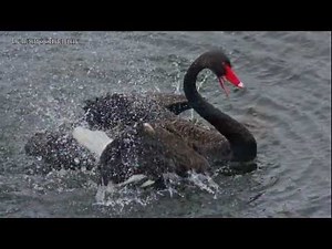 BLACK SWANS ❤ MATING •*­­­­­`*♥