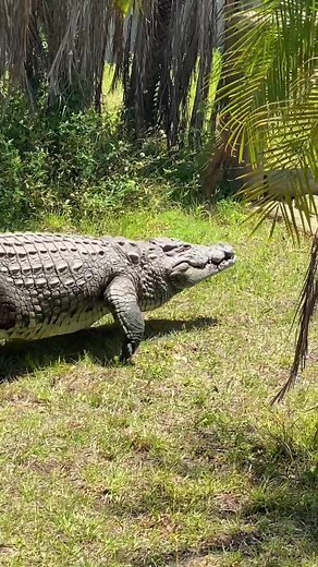 What would you do if this was coming for you😳 #animals #scary #foryou #fyp