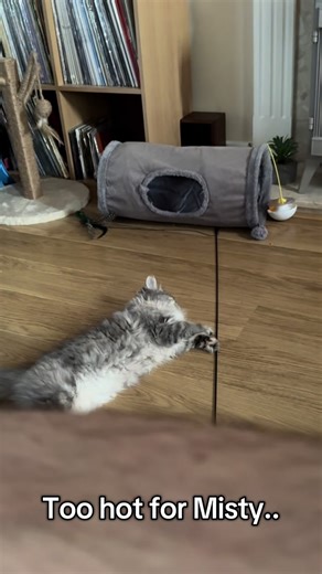 Maine Coon Persian Mix: Adorable Kittens