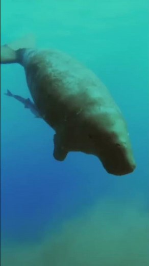 Dugong #facts #animals #wildlife
