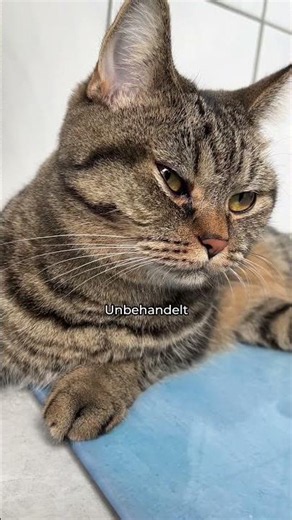 ⚠️ You Should Not Ignore These Symptoms in Your Cat