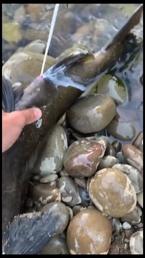 #fish #funny #reaction | BIG LIAM