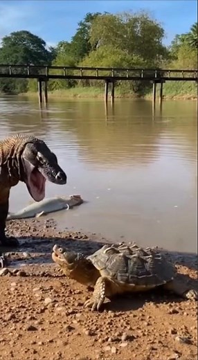 코모도 도마뱀과 악어거북의 먹이 쟁탈전… 마지막에 웃은 건 누구? 🦎🐢😂