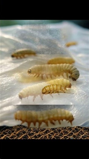 A surprising insect has been discovered that can eat plastic.