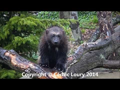 Gulo gulo - (Linnaeus, 1758) - (Mustelidae) - Wolverine, Glouton - Parc Zoologique Paris - 04/2014